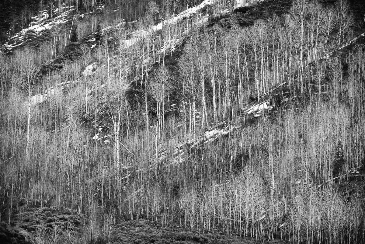 Photo noir et blanc d'une foret de bouleaux blancs sans feuillage © Ron Fross - Beautiful Wyoming