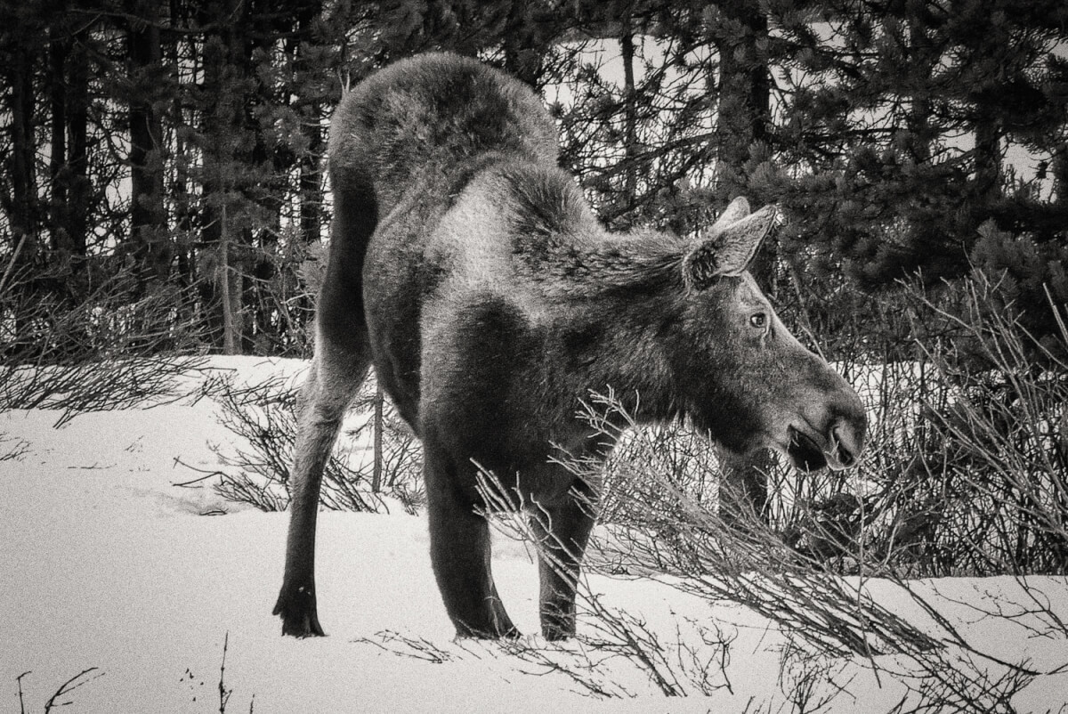 Photo originale d'un orignal (élan) après avoir perdu ses bois © Ron Fross - Beautiful Wyoming