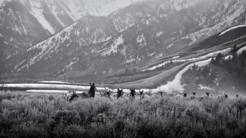 Photo noir et blanc d'un troupeau de biches marchant dans les hautes herbes au printemps © Ron Fross - Beautiful Wyoming