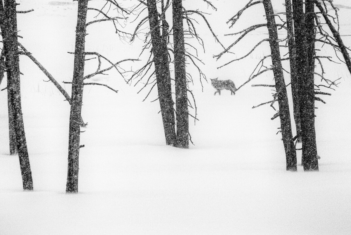 Photo noir et blanc du loup marchant dans une tempête de neige © Ron Fross - Beautiful Wyoming