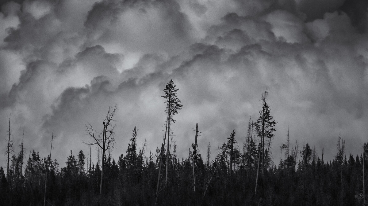 Photo noir et blanc de nuages menaçants au dessus de la cime des arbres