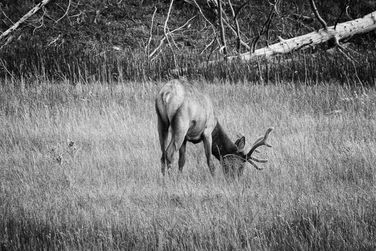 deer © Ron Fross - Beautiful Wyoming