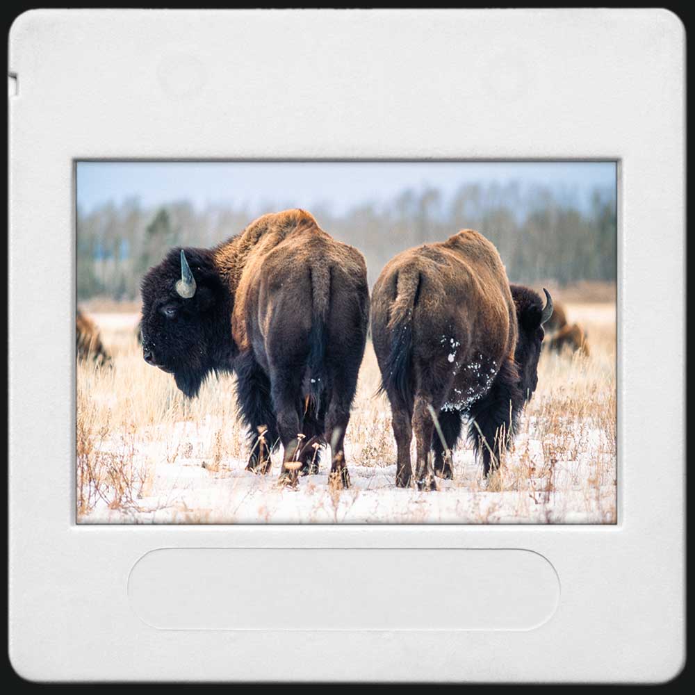 Photo couleur de deux bisons dans les neiges du Wyoming