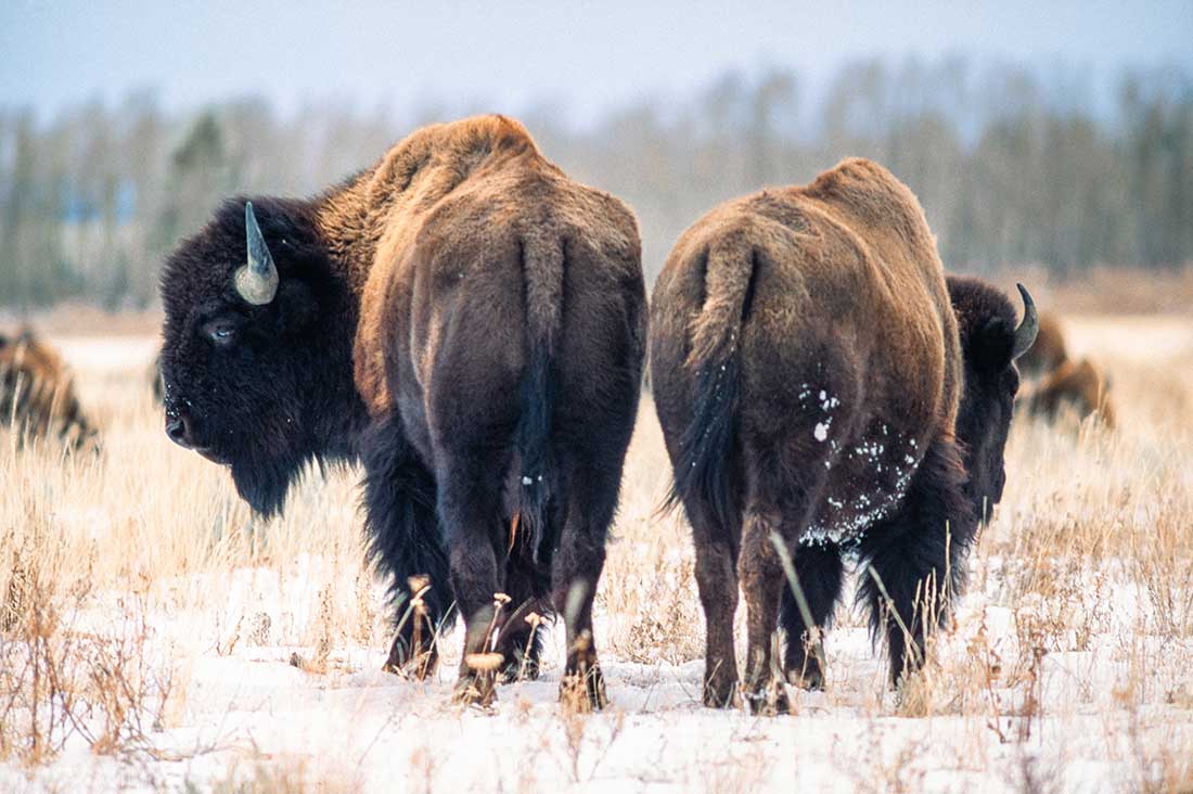 Photo couleur de deux bisons dans les neiges du Wyoming