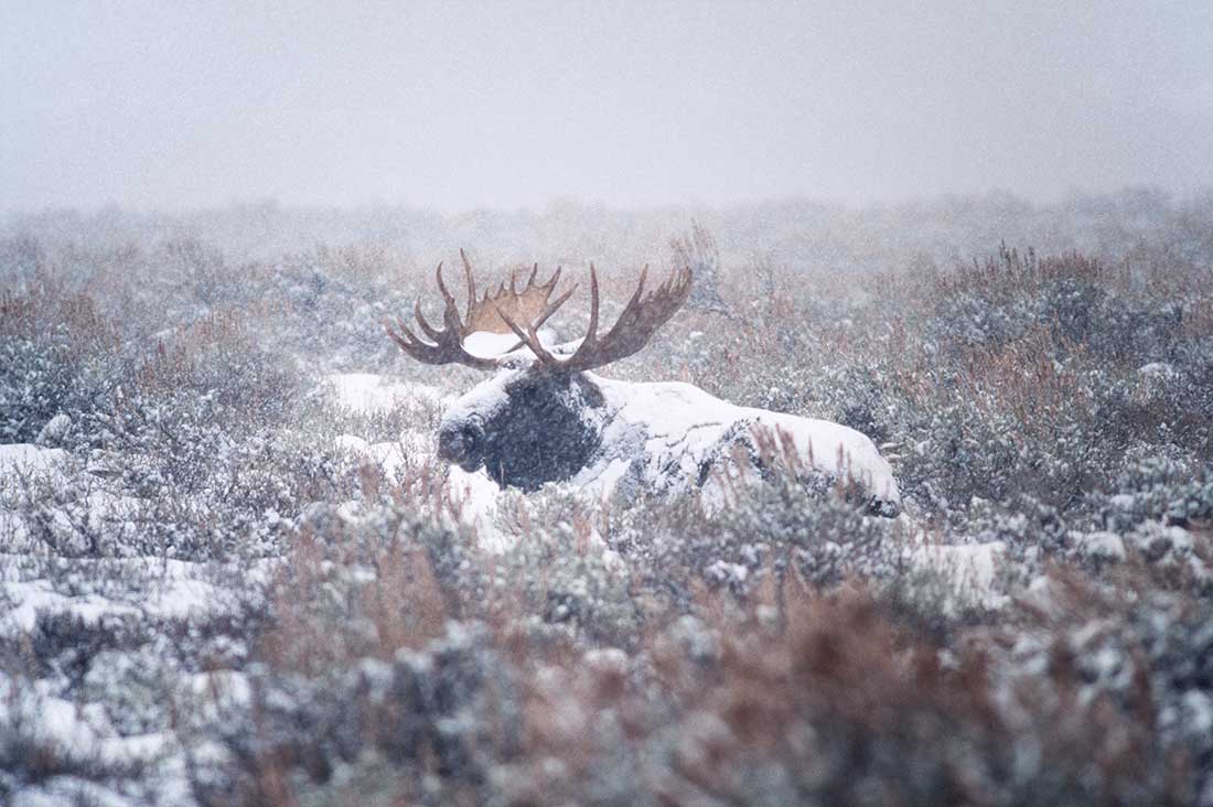 Photo couleur d'un Orignal dans la neige en tenue de camouflage © Ron Fross - Wildlife