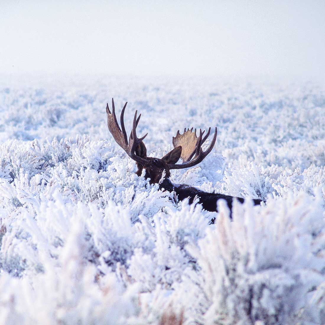 A Cold Morning sleepy moose: Photo d'un Orignal couché dans la neige © Ron Fross - Wildlife