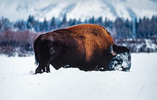 Photo de White Head Buffalo © Ron Fross - Wildlife