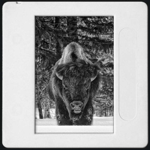 Photo noir et blanc d'un face à Face avec le bison du Yellowstone dans la neige