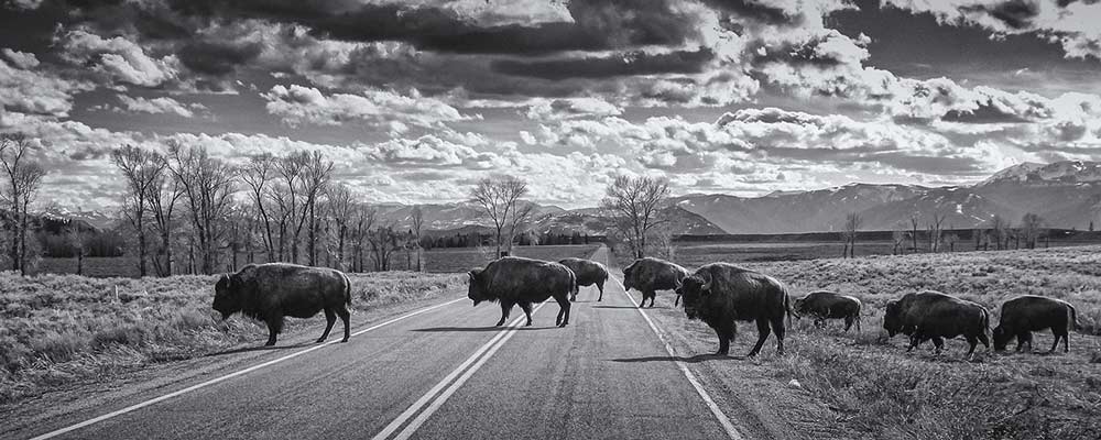 Photo d'un troupeau de bisons sauvage qui traverse la route dans la région de Jackson Hole © Ron Fross - Beautiful Wyoming