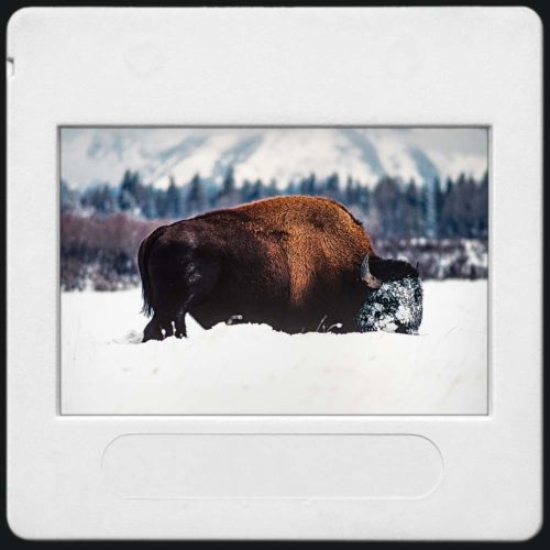 Photo en couleur de White Head Buffalo, le grand bison du wyoming avec sa face couverte de neige