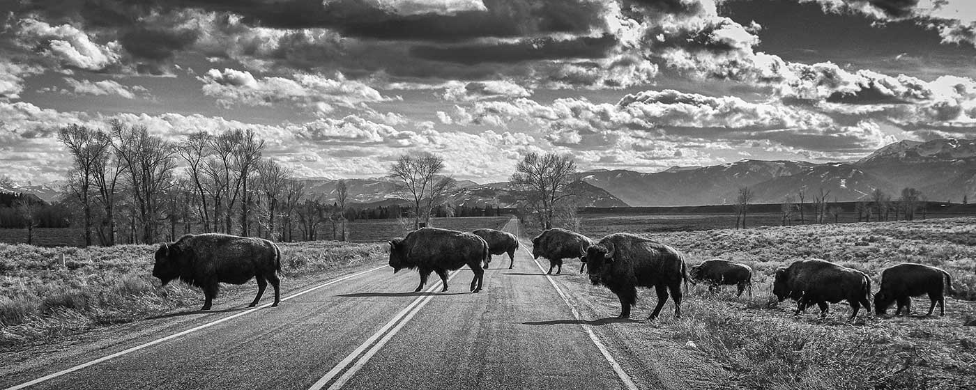 Troupeau de bisons qui traverse la route