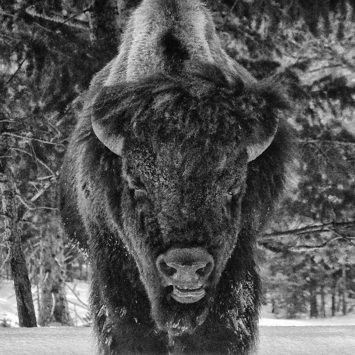 Face à Face avec le bison du Yellowstone