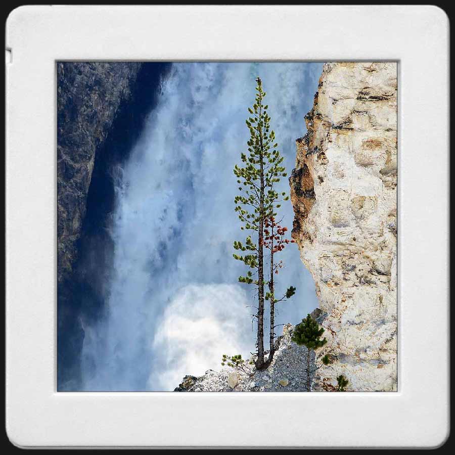 Pin solitaire accroché aux rochers des chutes du Yellowstone