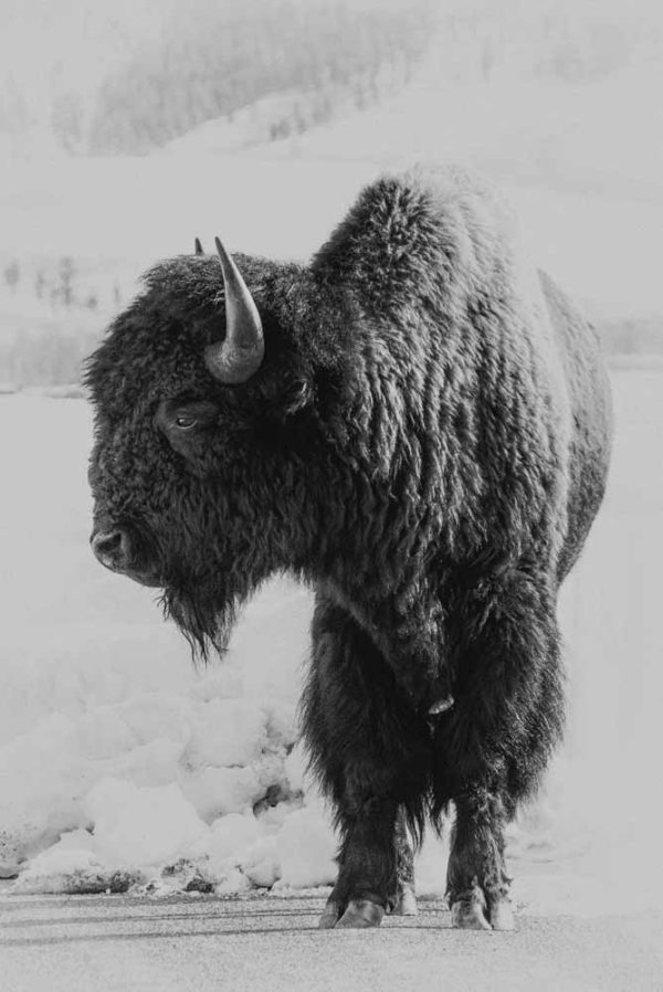 Standing Buffalo - The Grand Teton Bison © Ron Fross - Wildlife