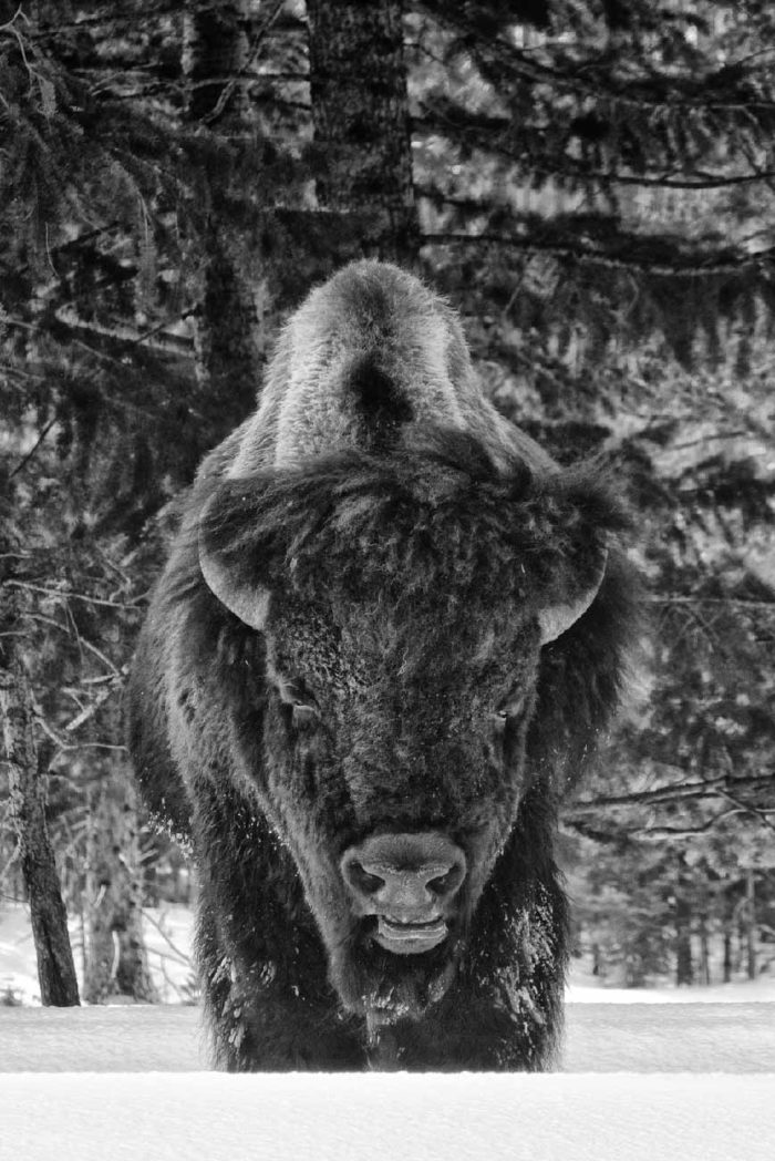Face à face avec un bison en hiver au parc national du Yellowstone