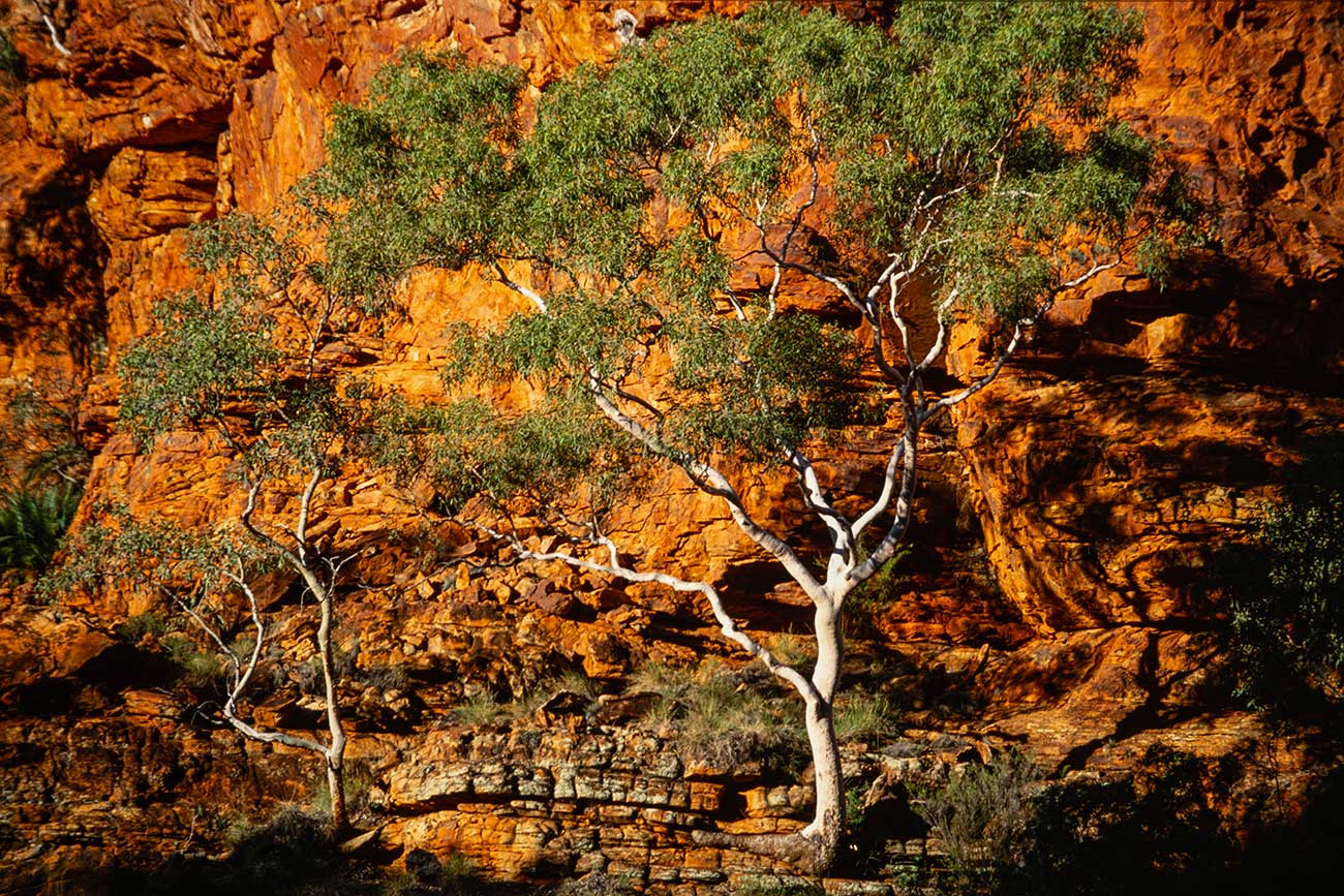 Gum tree over red rocks, Australia