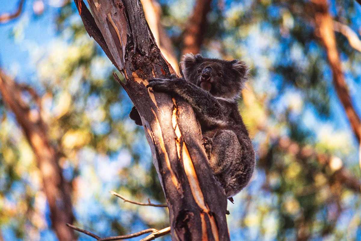 koala resting at Kangaroo Island, Australia