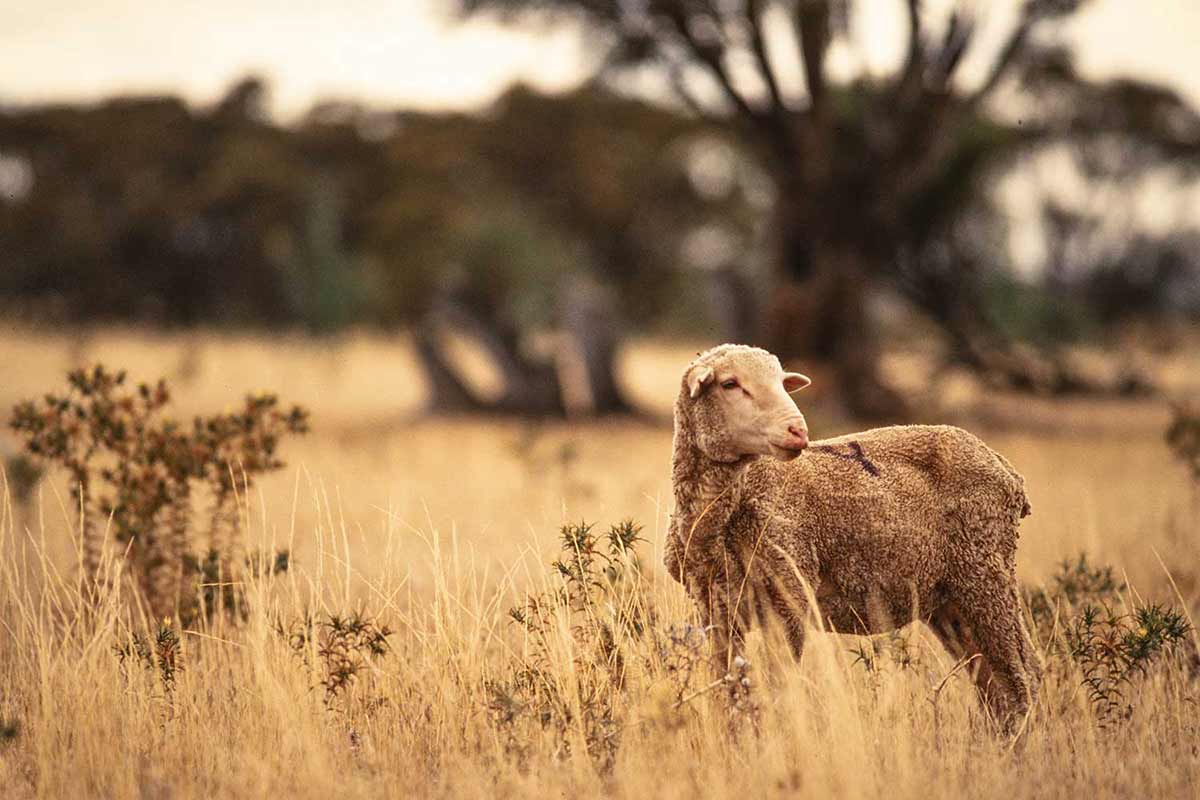 South Australian pastures