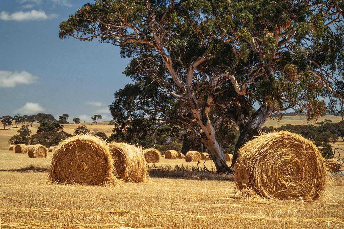 Harvest in South Australia