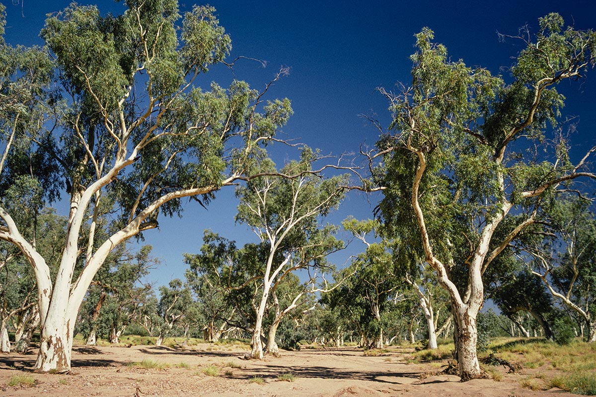 Todd River gum trees, Alixce Springs