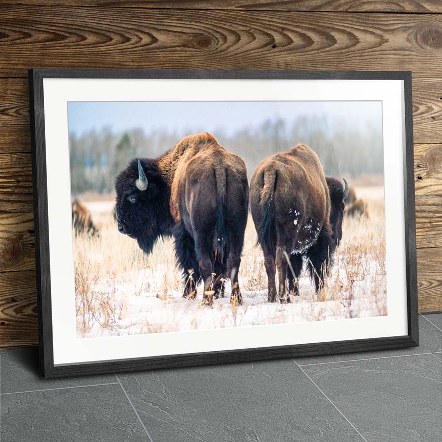 buffalo butts framed tradition