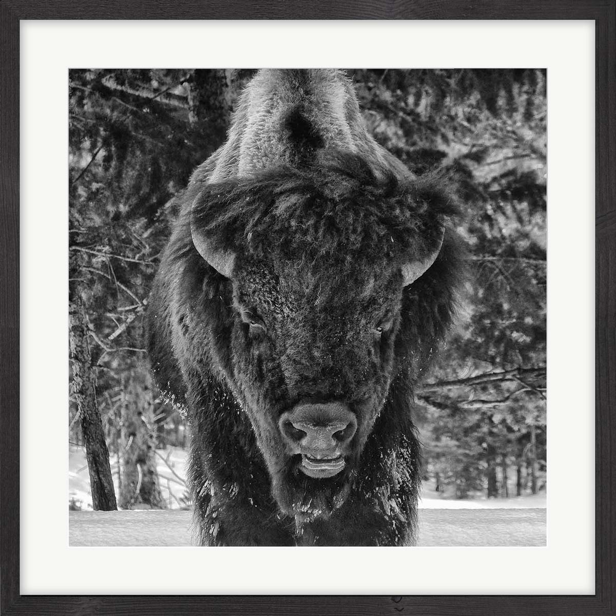 buffalo face framed