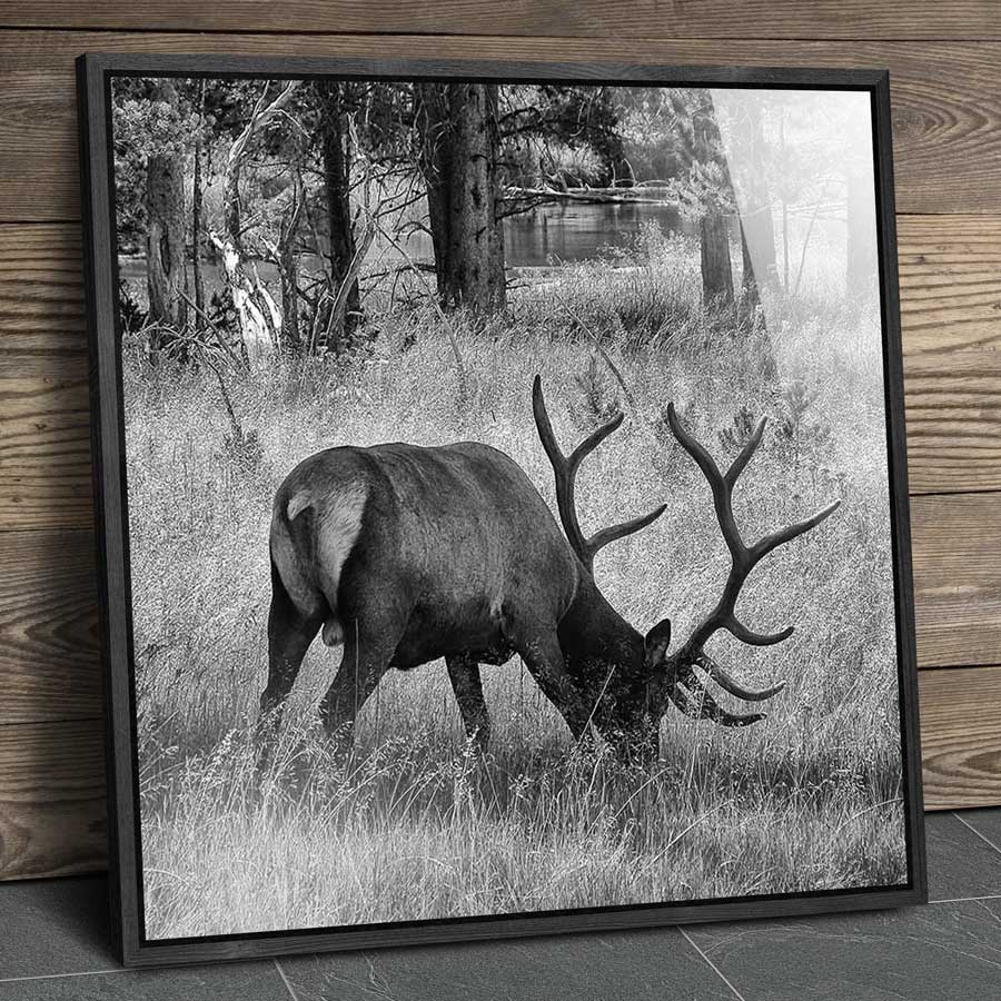 wapiti grazing framed museum